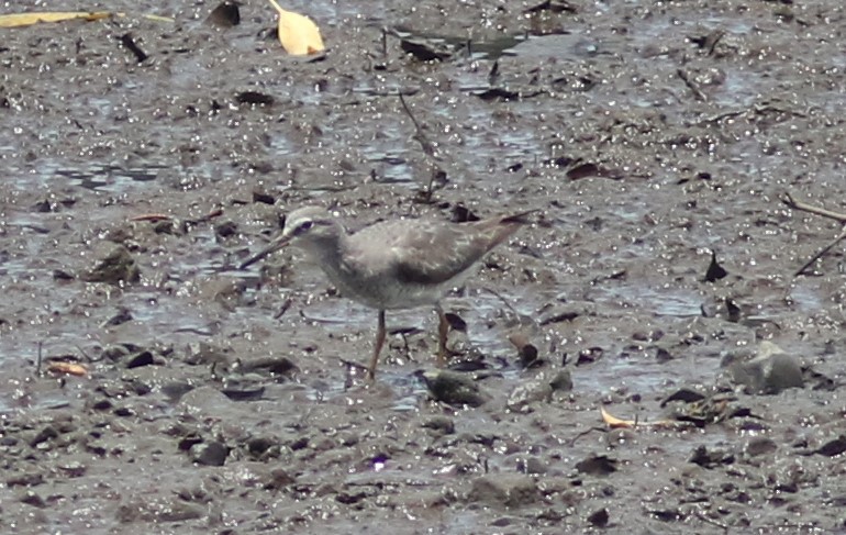 Grauschwanz-Wasserläufer - ML488566811