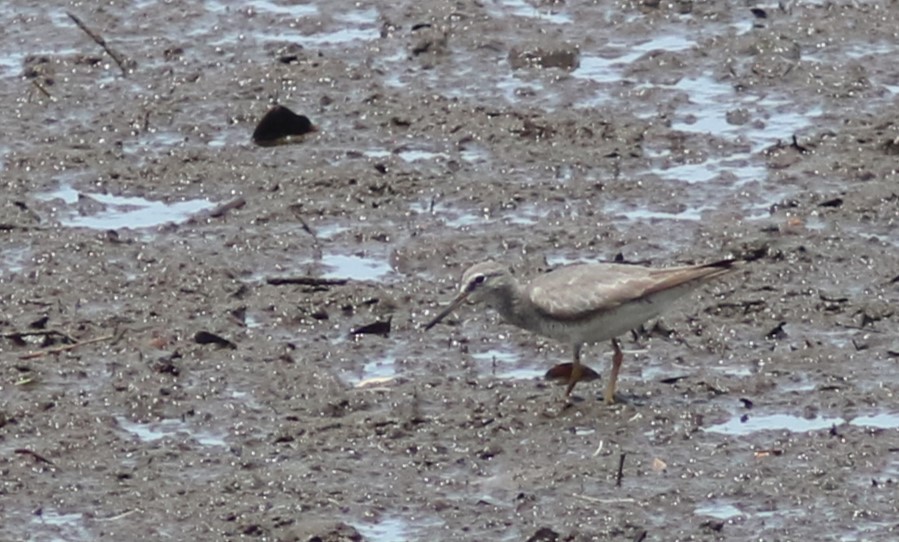 Gray-tailed Tattler - ML488566821