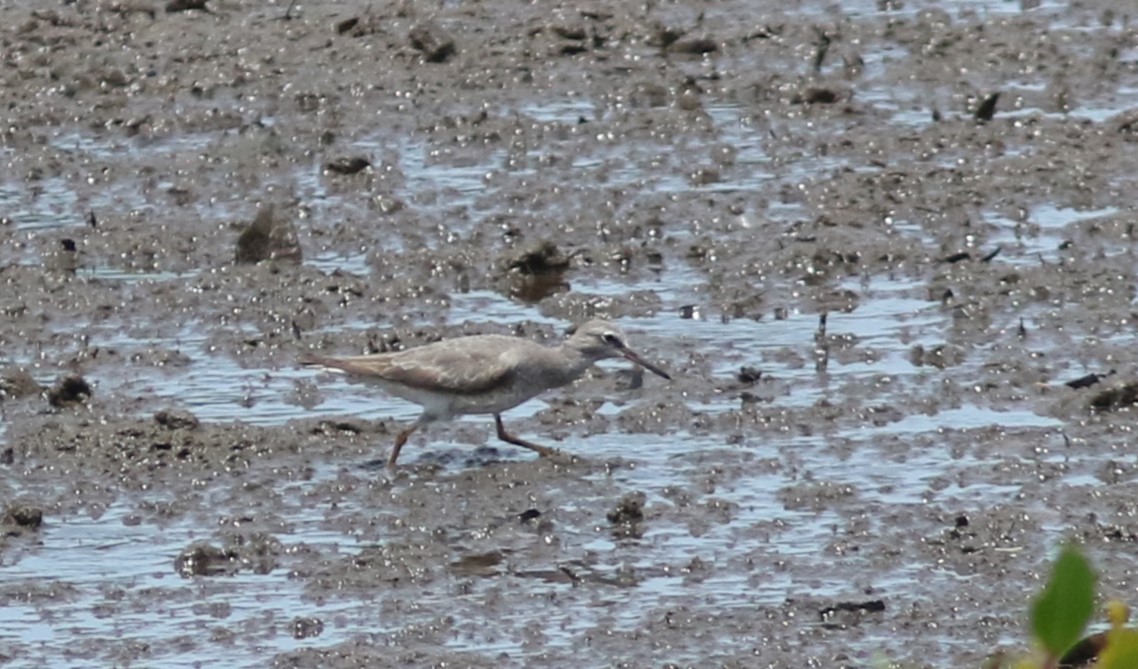 Gray-tailed Tattler - ML488566831