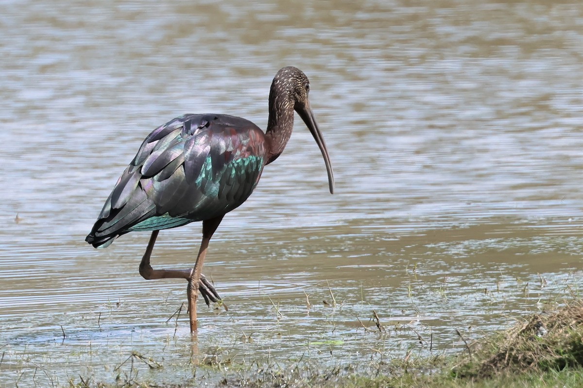 Glossy Ibis - Mark and Angela McCaffrey