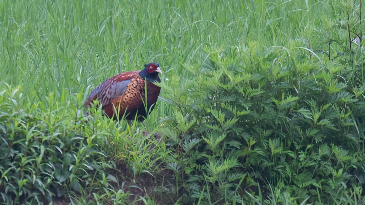 Ring-necked Pheasant - ML488569011