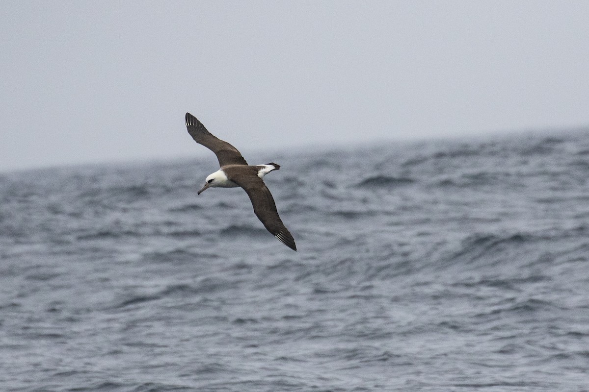 albatros laysanský - ML488569491