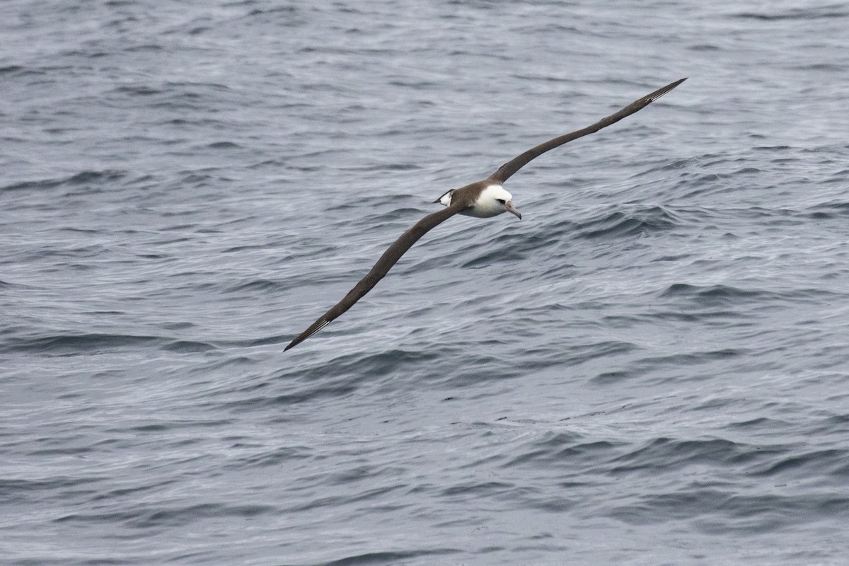 Albatros de Laysan - ML488569501