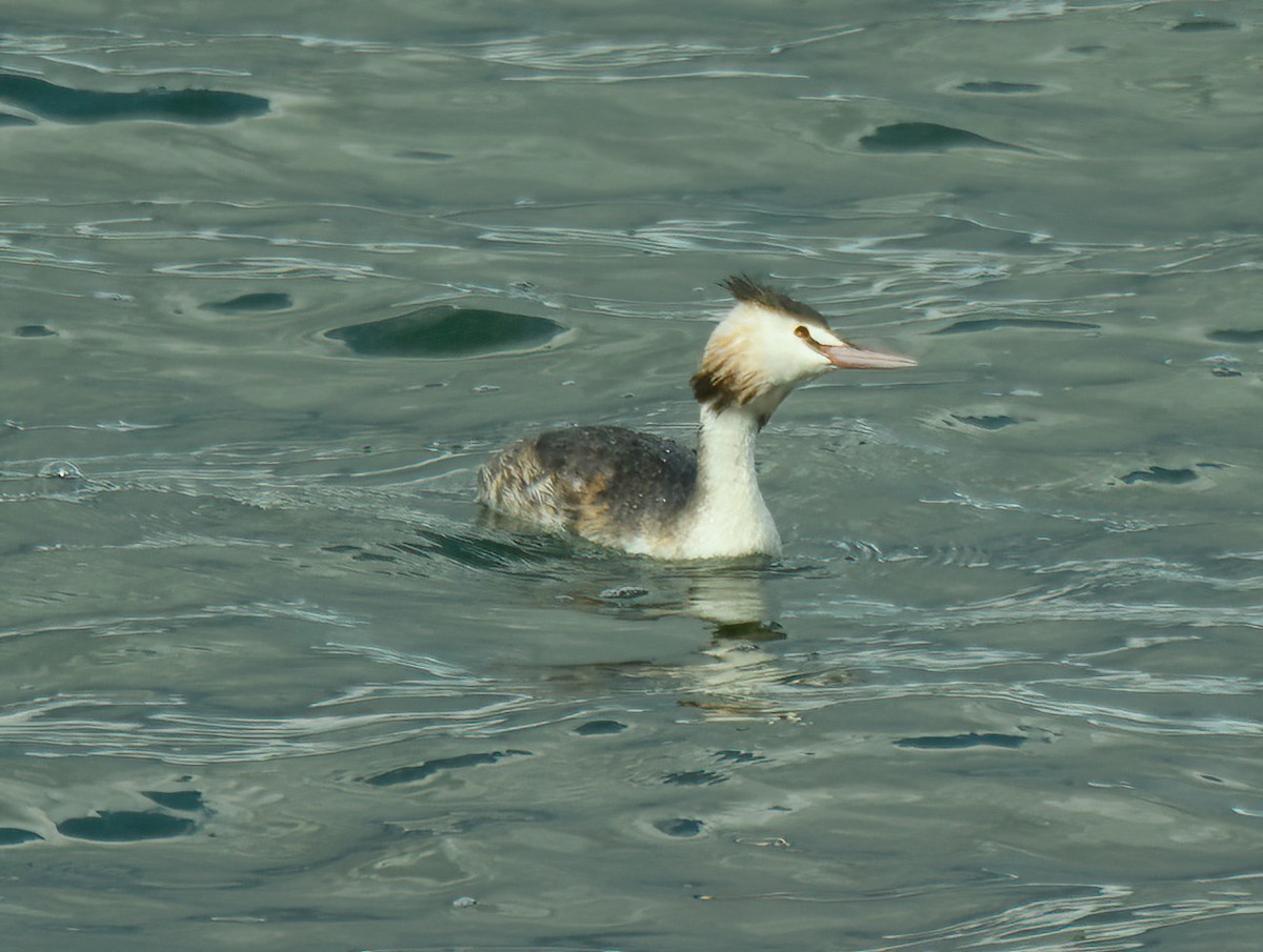 Great Crested Grebe - ML488569711