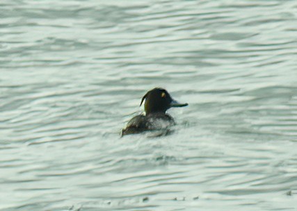 Tufted Duck - ML488569741