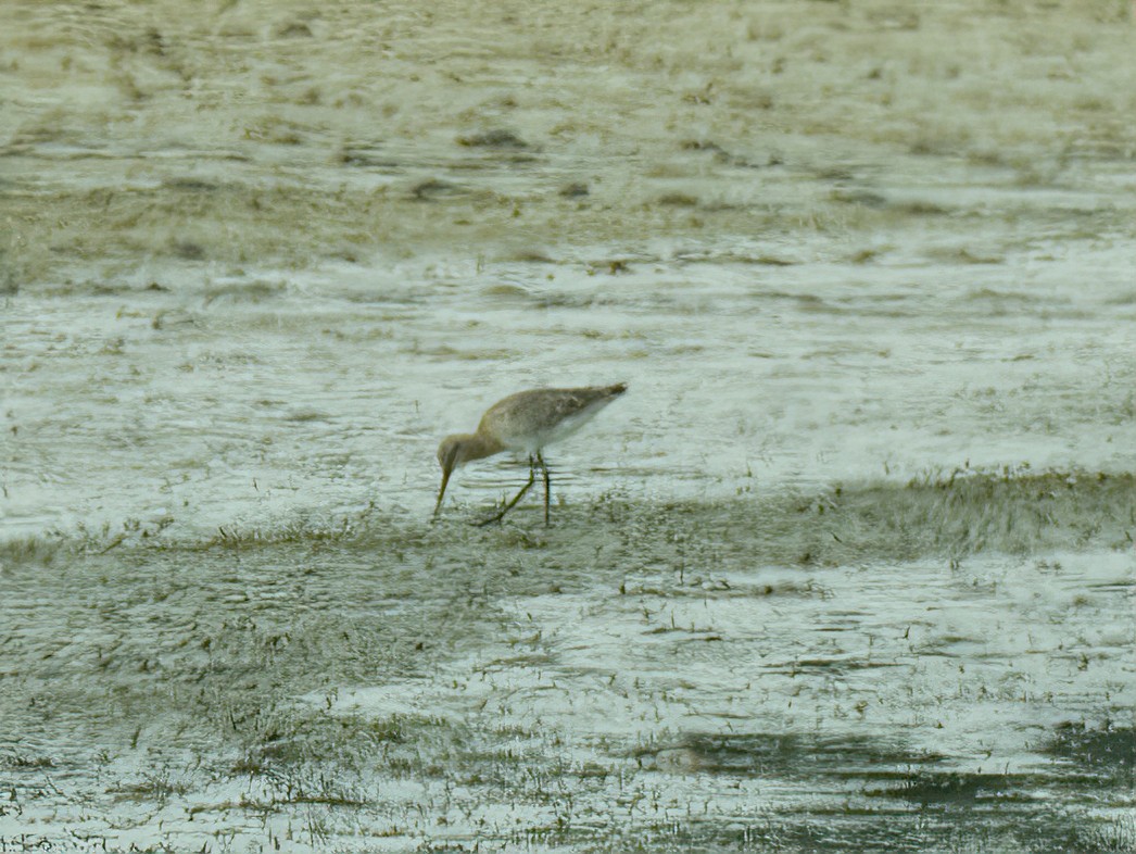 Black-tailed Godwit - ML488569831