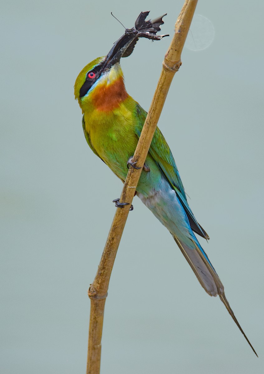 Blue-tailed Bee-eater - Sourashis Mukhopadhyay