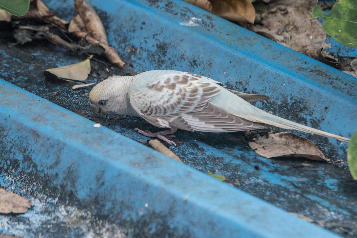 Budgerigar (Domestic type) - ML488571701