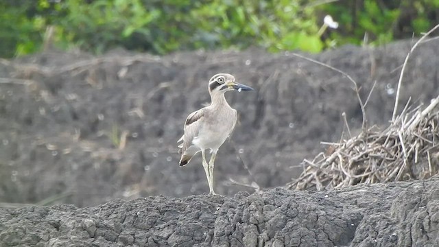 Great Thick-knee - ML488571821