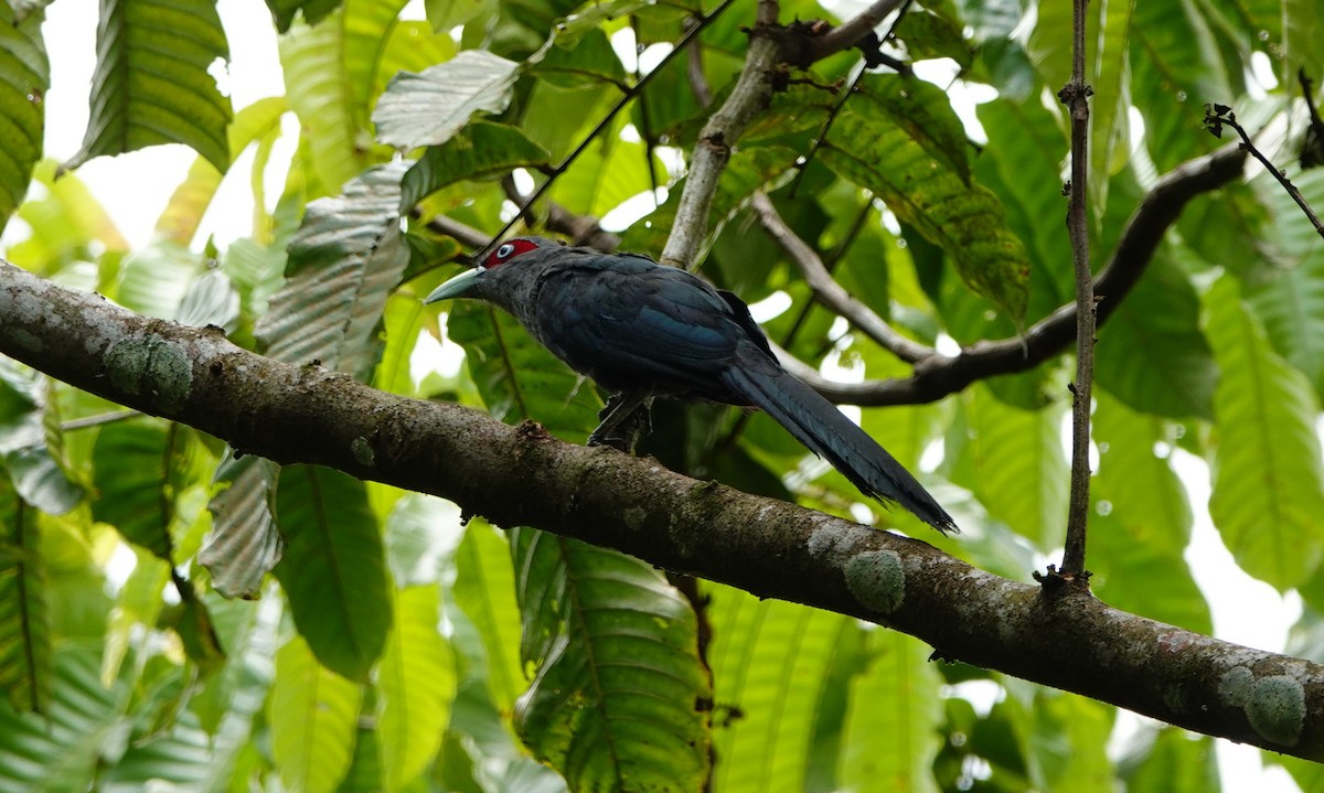 Black-bellied Malkoha - ML488572411