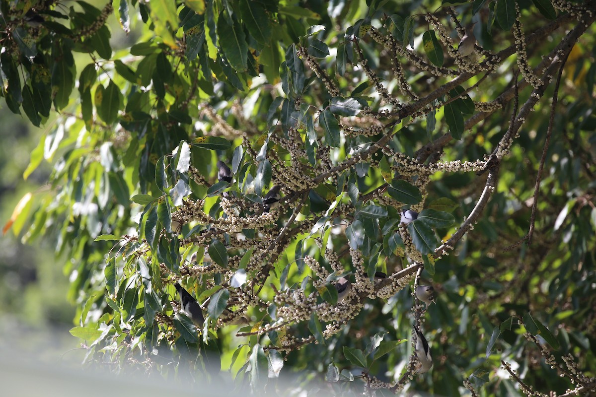 White-shouldered Starling - WenHsu Chen