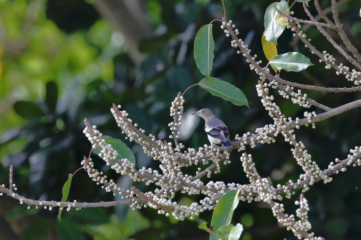 White-shouldered Starling - WenHsu Chen