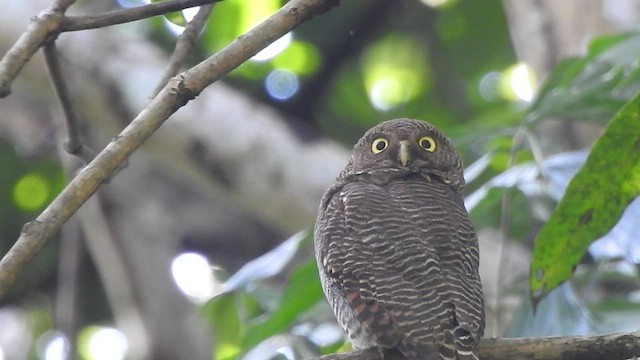 Jungle Owlet - ML488576541