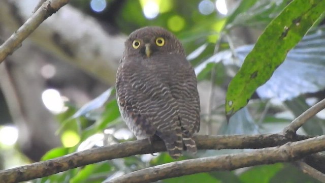 Jungle Owlet - ML488576551