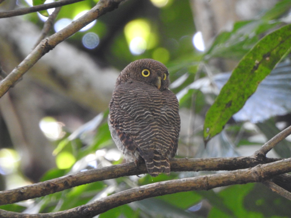 Jungle Owlet - ML488577421