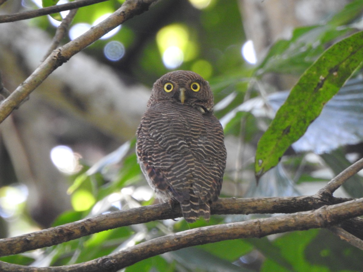 Jungle Owlet - ML488577431