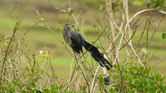 Blue-faced Malkoha - ML488577701