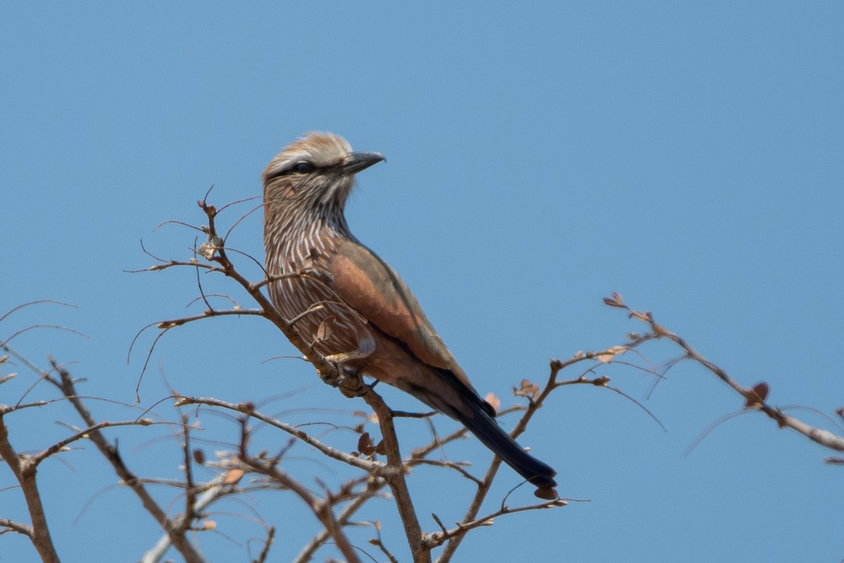 Carraca Coroniparda - ML488577821