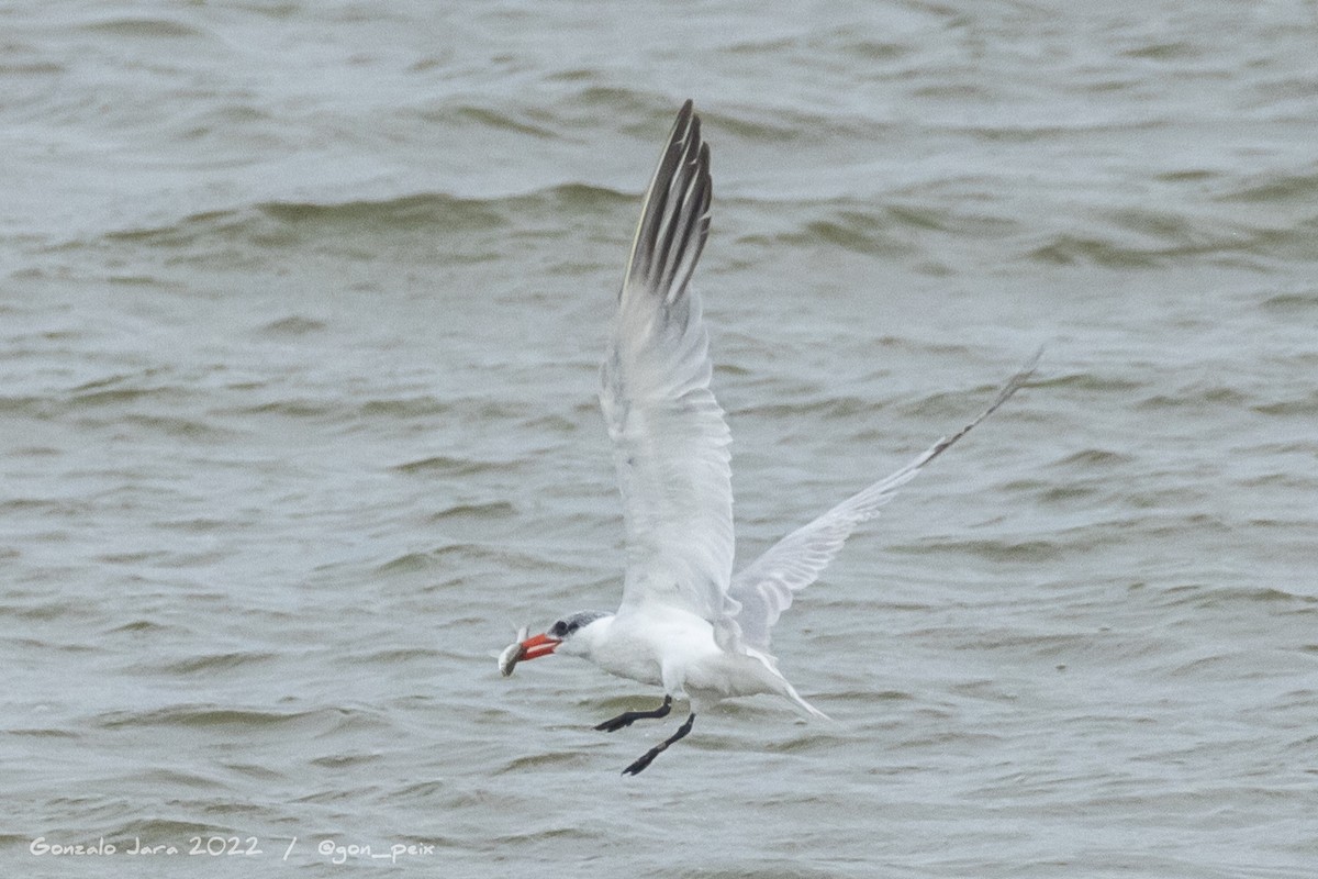 Caspian Tern - ML488577871