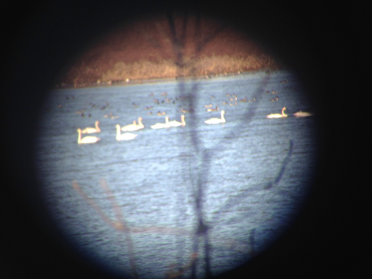 Trumpeter Swan - ML48857831