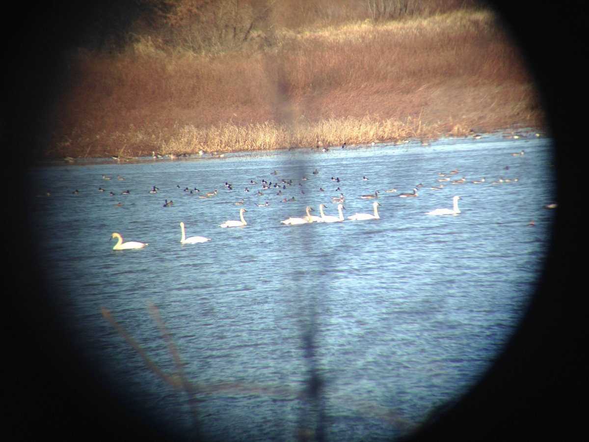 Cygne trompette - ML48857861