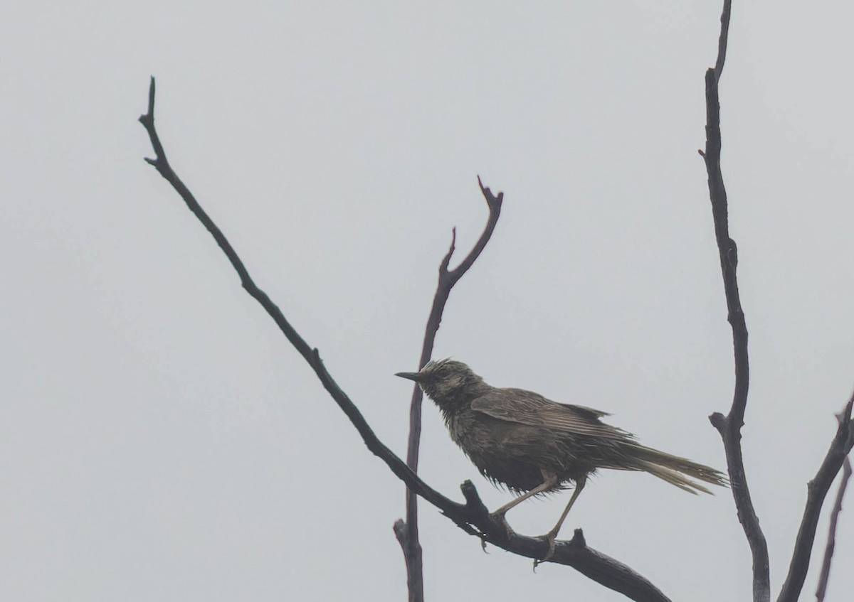 Brown Songlark - ML488578771