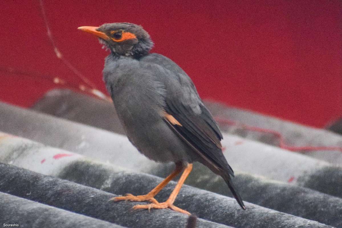 Bank Myna - ML488578941