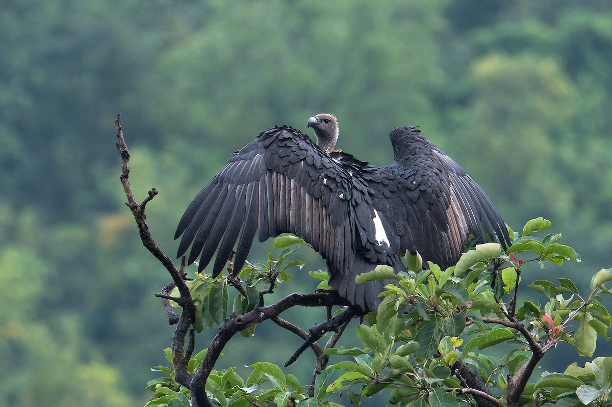 White-rumped Vulture - ML488578991