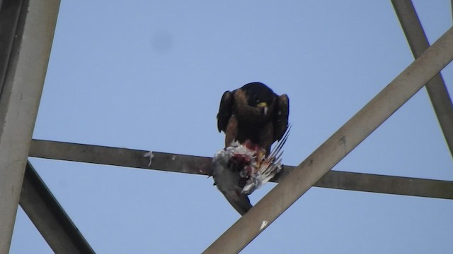 Peregrine Falcon (Shaheen) - ML488579191