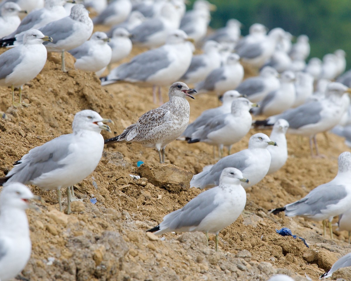 Ring-billed Gull - Jon Cefus