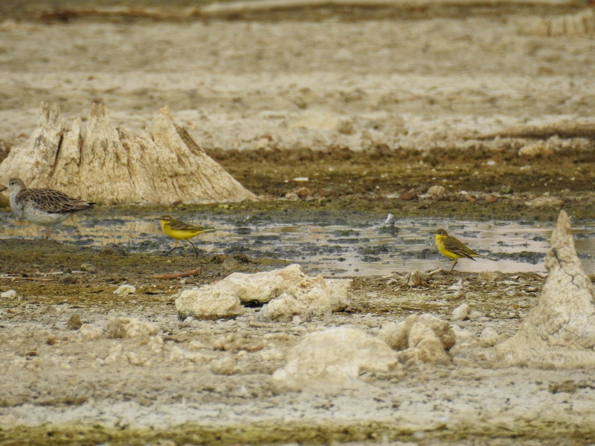 Western Yellow Wagtail (flavissima) - Edu Gómez Llanos