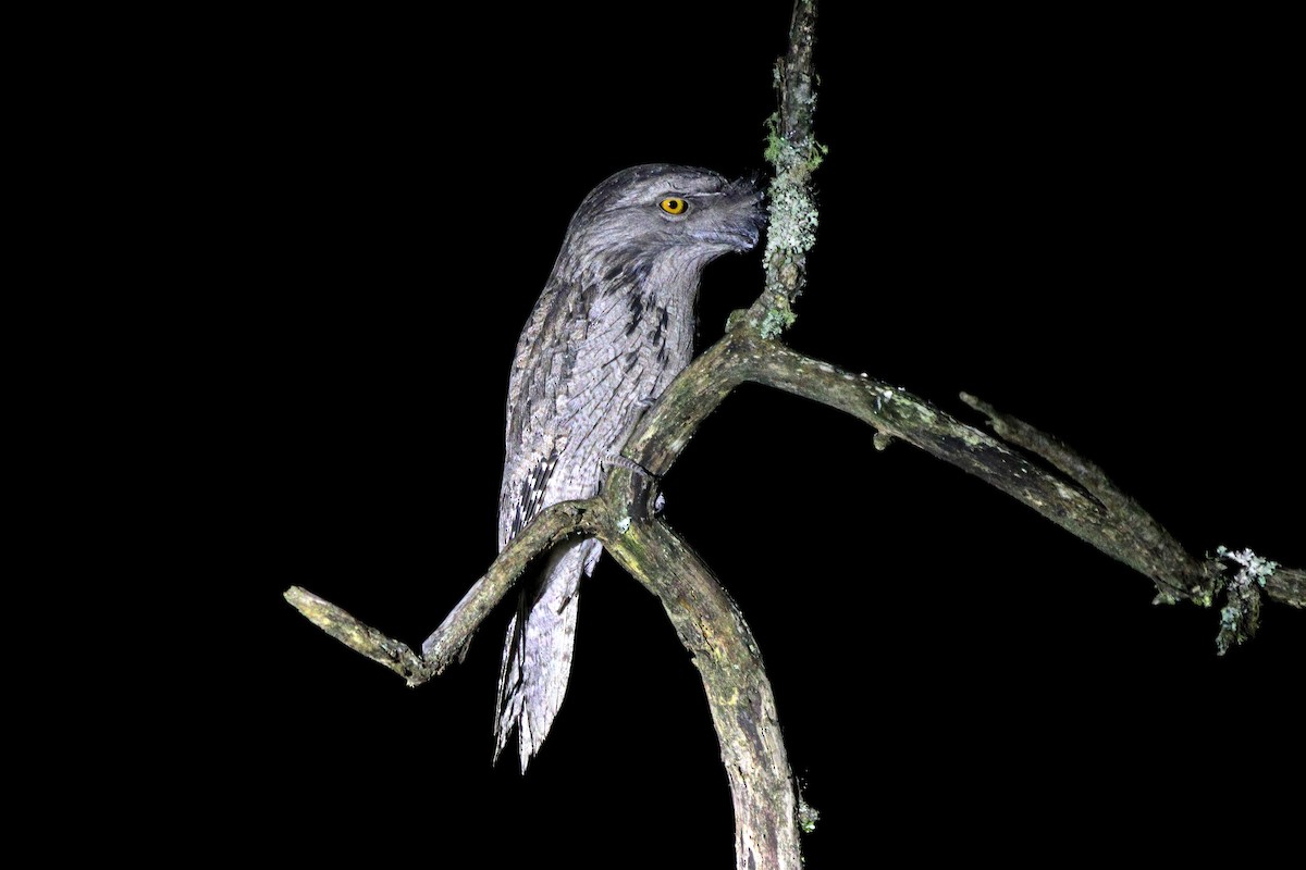 Tawny Frogmouth - ML488580621