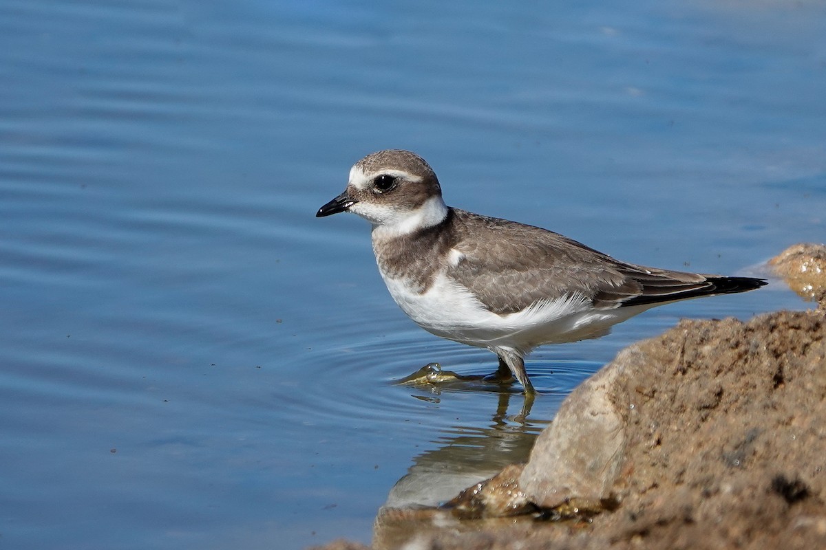 Common Ringed Plover - Samuel Aunión Díaz