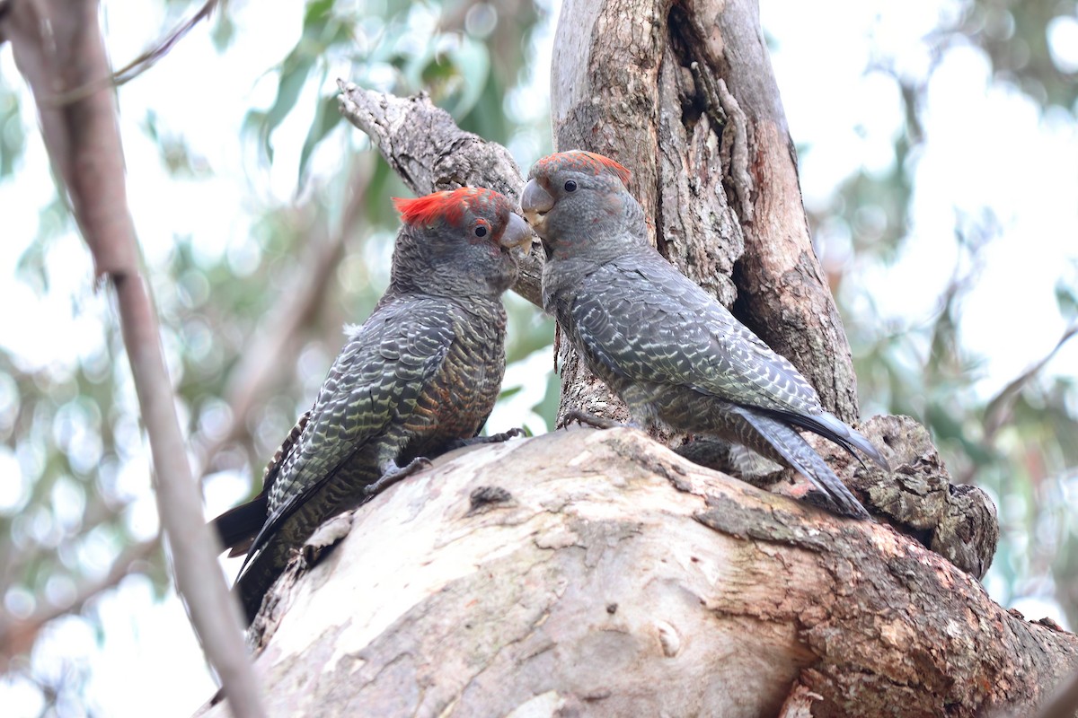 Gang-gang Cockatoo - ML488580831