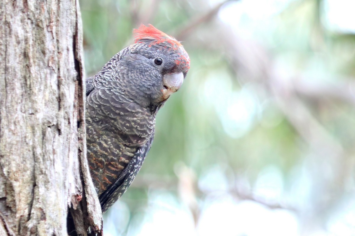 Cacatoès à tête rouge - ML488580881