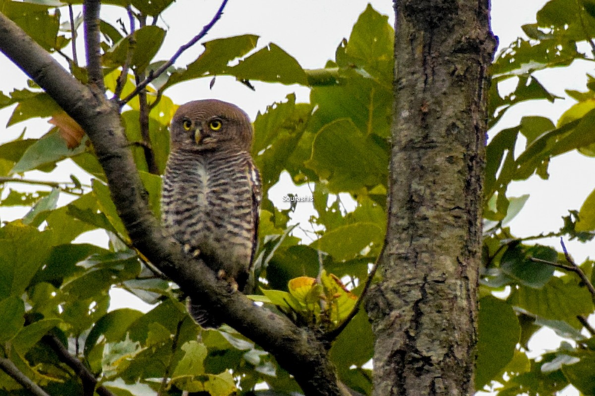 Jungle Owlet - Sourashis Mukhopadhyay