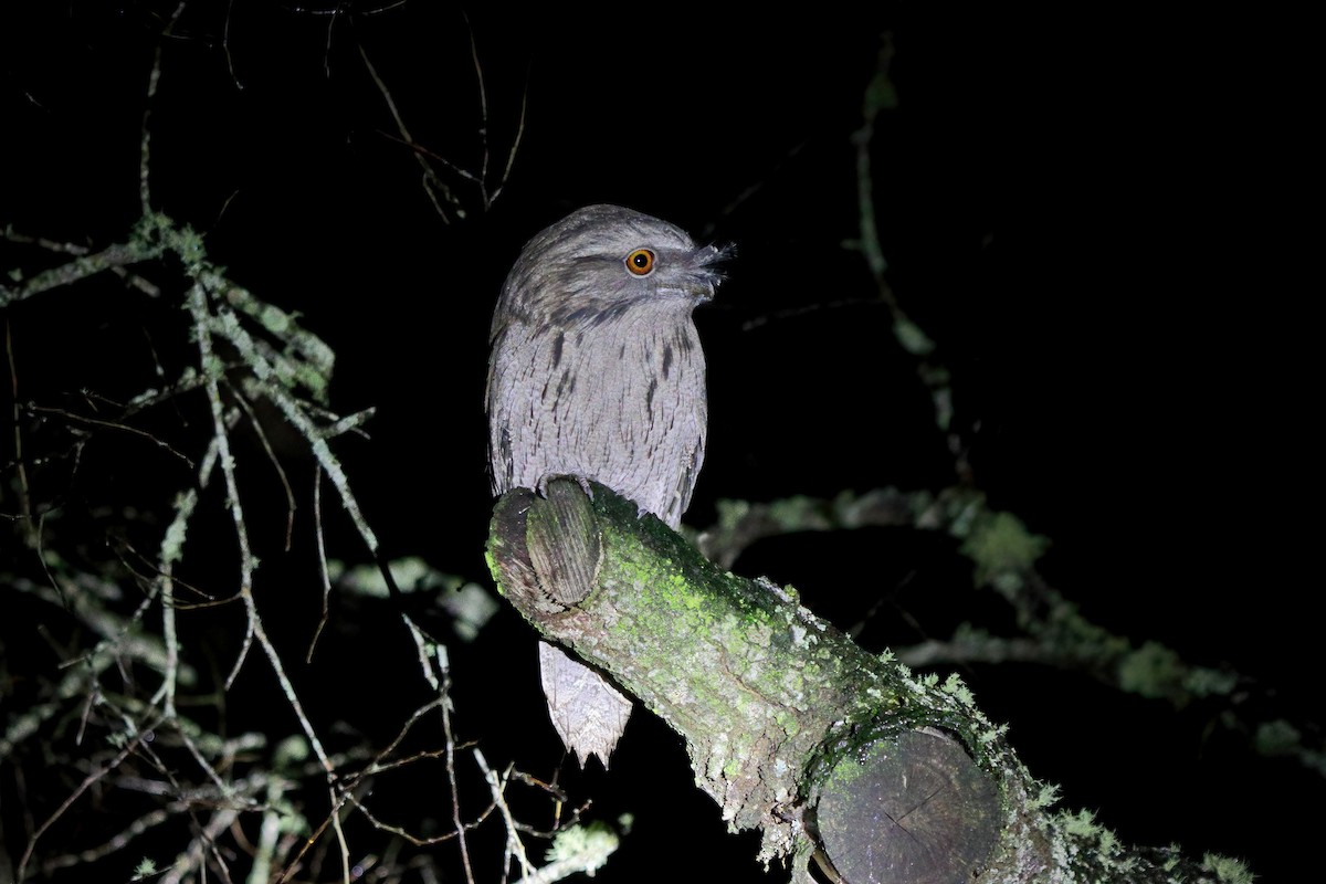 Tawny Frogmouth - ML488581171