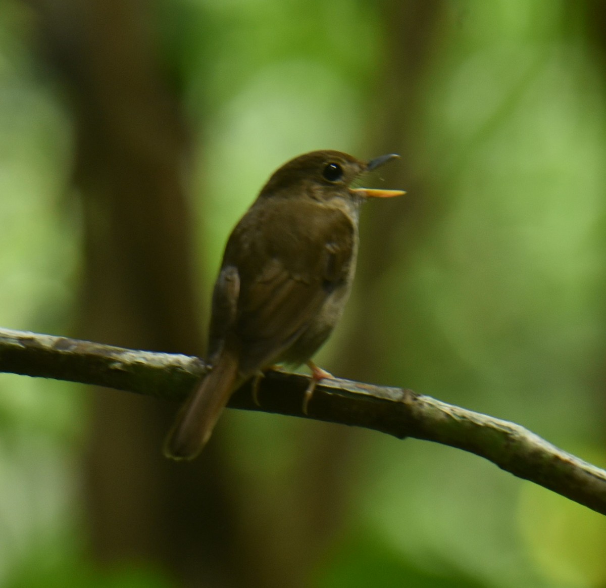 Nicobar Jungle Flycatcher - ML488581261