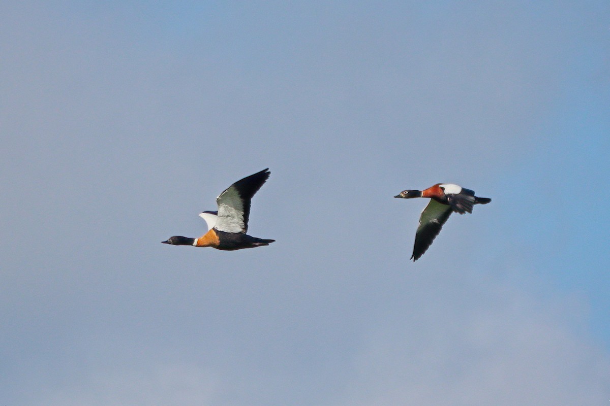 Australian Shelduck - ML488581301