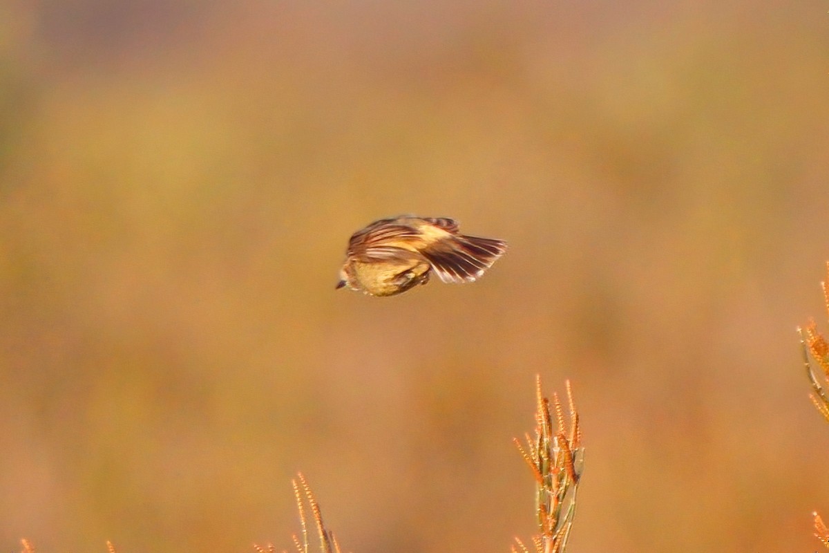 Slender-billed Thornbill - ML488581441