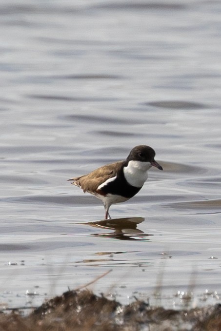 Red-kneed Dotterel - ML488582241