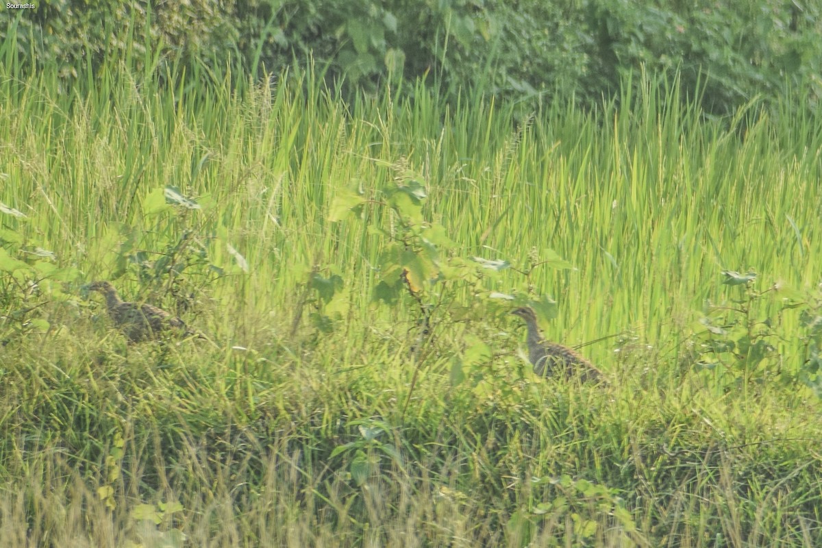 Gray Francolin - ML488582771