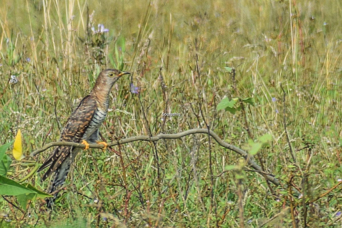 Common Cuckoo - ML488583021