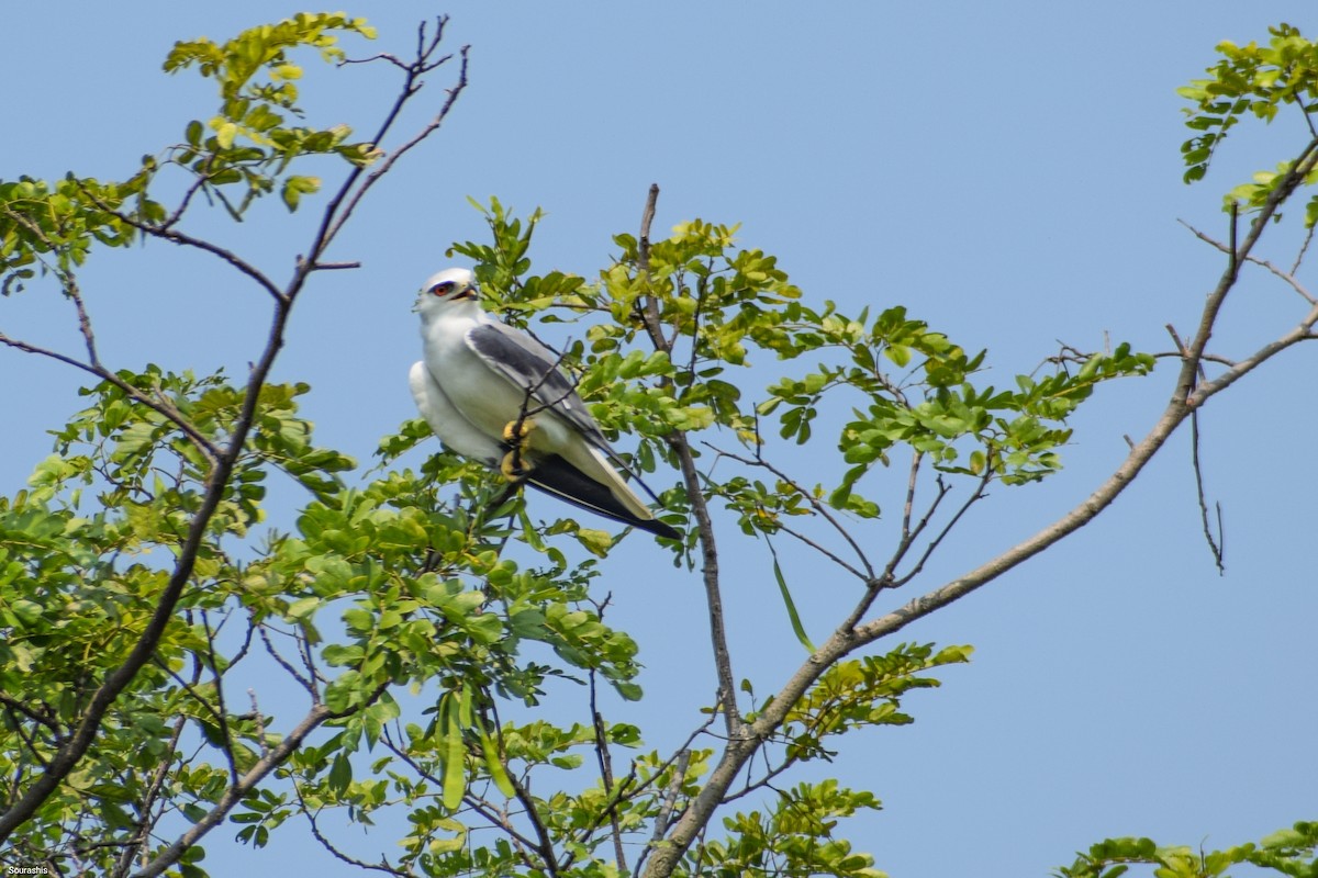 Black-winged Kite - ML488583341