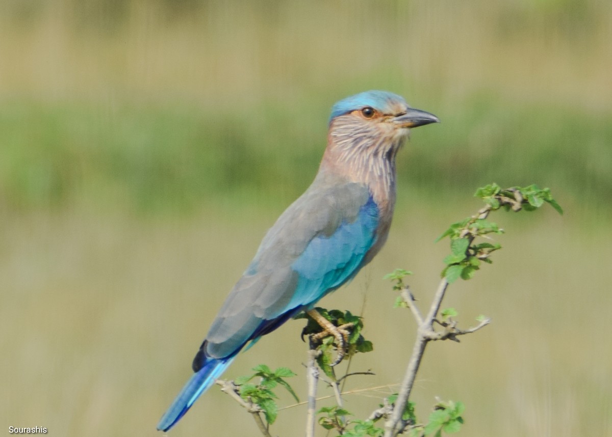 Indian Roller - ML488583471