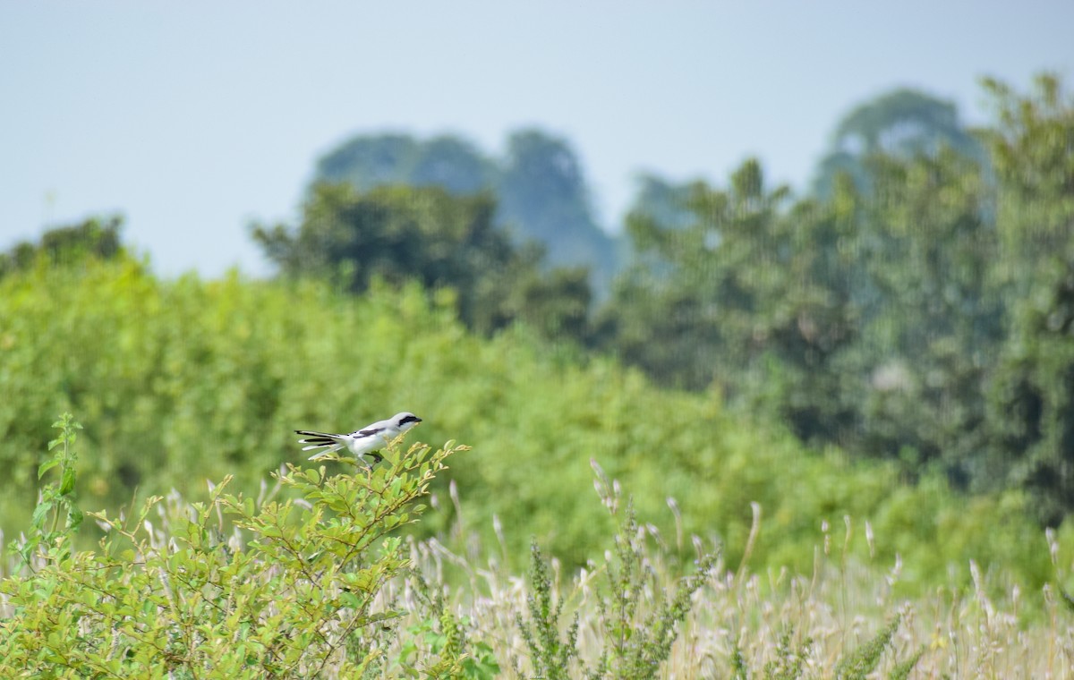 Great Gray Shrike - ML488583581