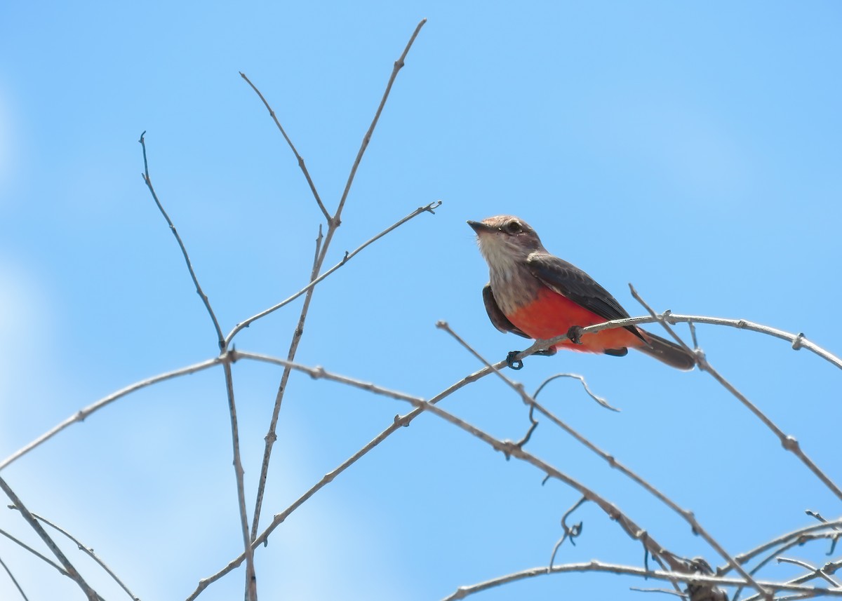 Ateş Renkli Sinekkapan (saturatus) - ML488583721