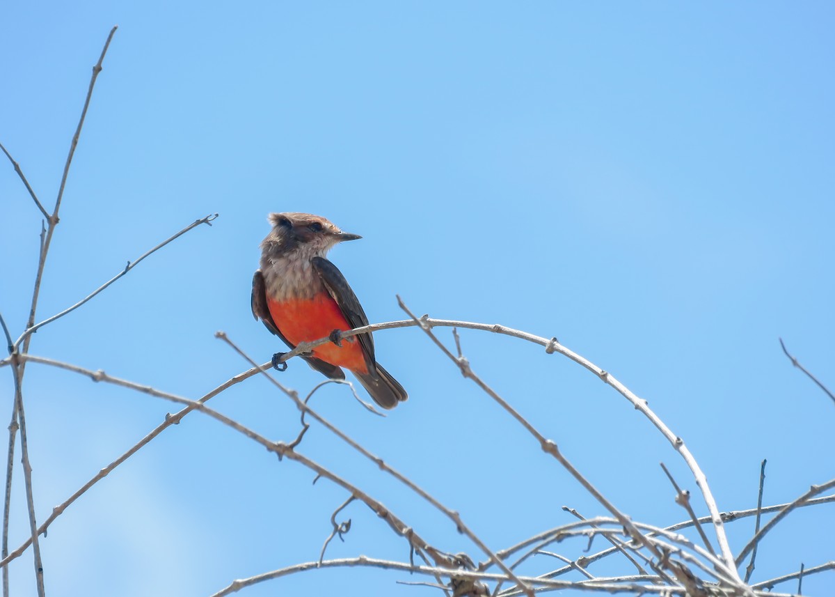 Vermilion Flycatcher (saturatus) - ML488583731