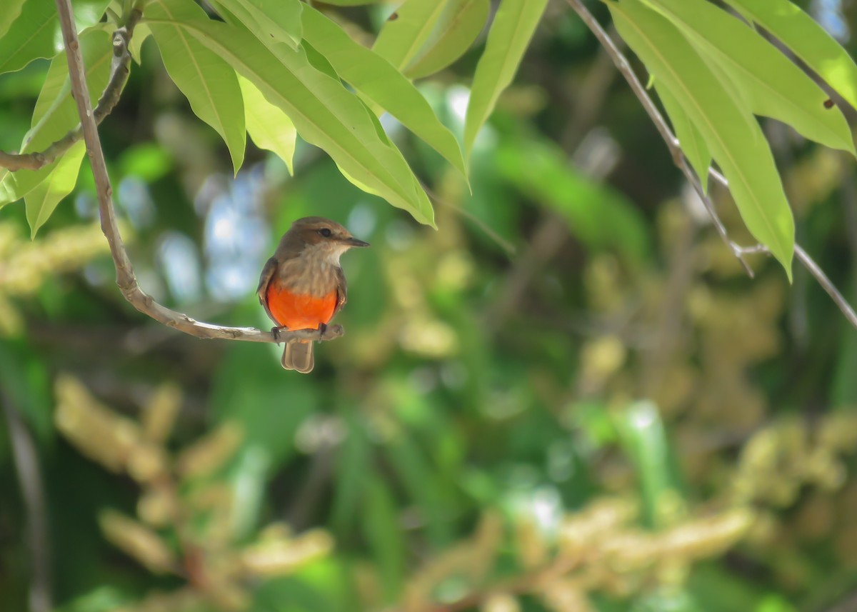 Vermilion Flycatcher (saturatus) - ML488583741