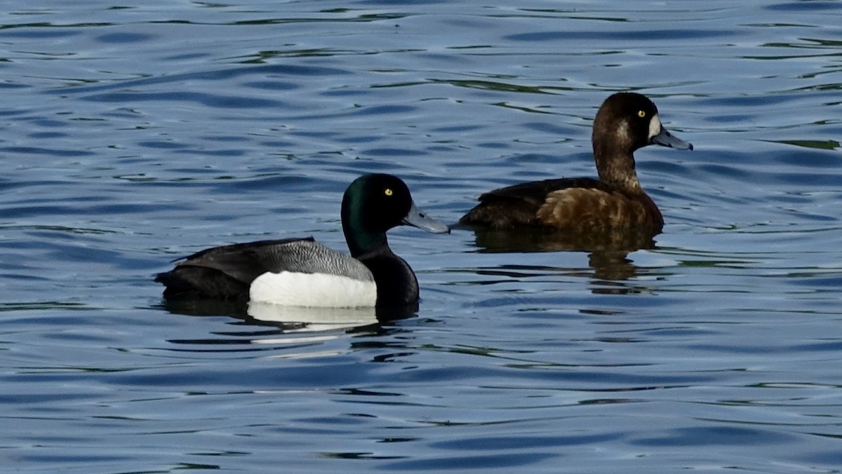 Greater Scaup - ML488584041